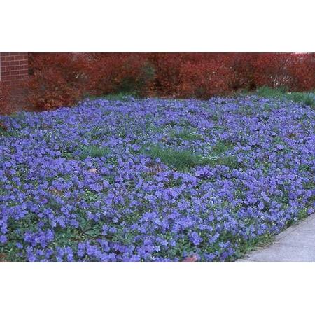 Classy Groundcovers - Periwinkle 'Traditional' Periwinkle, Creeping Myrtle {25