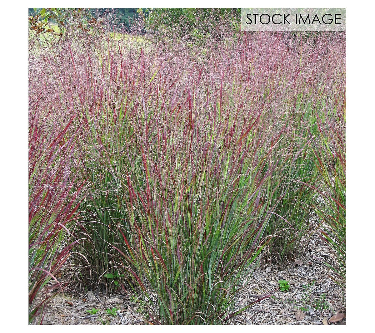 Van Zyverden Ornamental Grass Red Switch Grass One 3.25 in. Dormant Potted Plant, 84590