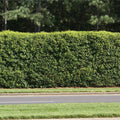 3 Gallons - American Holly Tree - The Ideal Evergreen Hedge, Outdoor Plant | Brighter Blooms