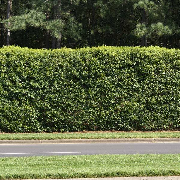 3 Gallons - American Holly Tree - The Ideal Evergreen Hedge, Outdoor Plant | Brighter Blooms