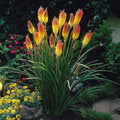 Van Zyverden Kniphofia Red Hot Poker Roots - Set of 5
