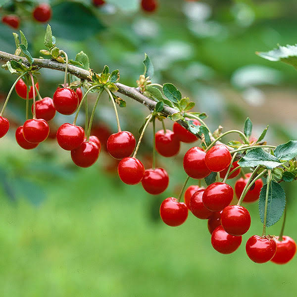 3-4 ft. - Montmorency Cherry Tree - Produces A Large Harvest of Tart Cherries Every Year Outdoor Plant