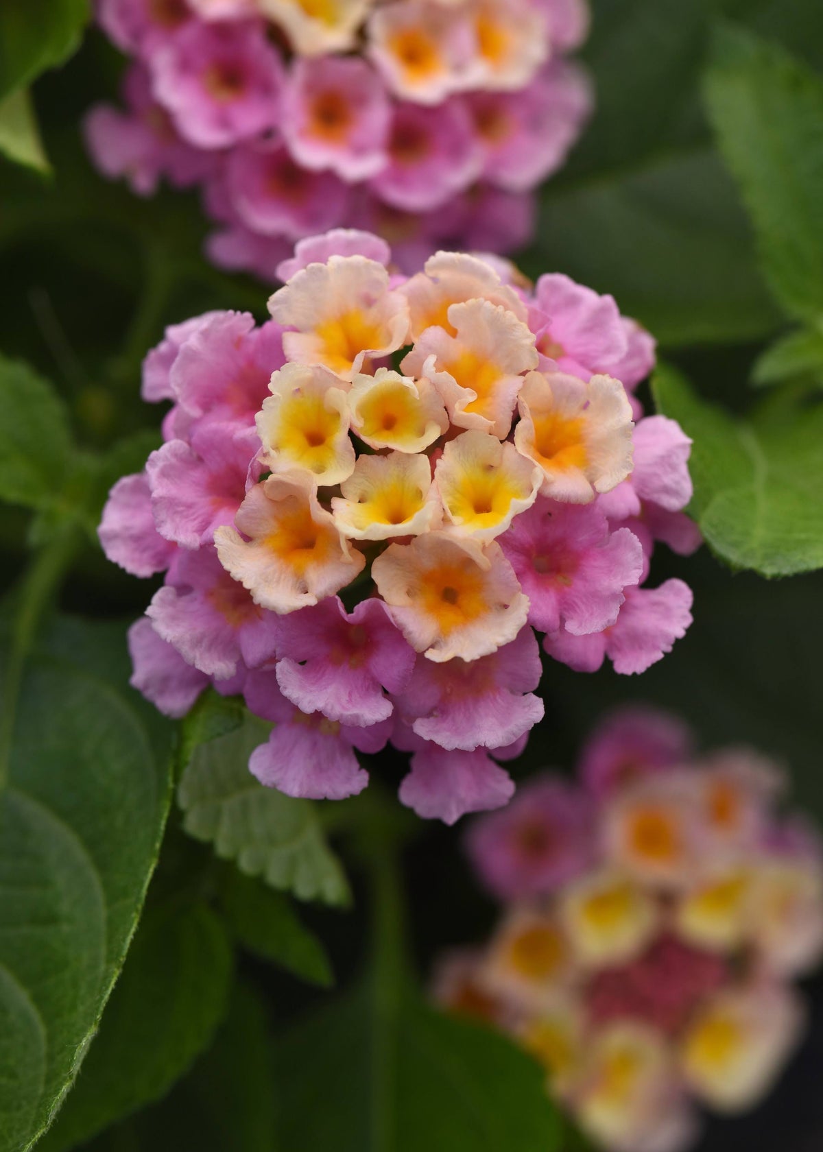 2.5 in. Lantana Bloomify Pink Plant in Grower Container (3-Piece)