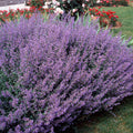 Outsidepride Catmint Seeds - Blue - 1000 Seeds