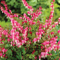 VZ_WM Van Zyverden Bleeding Heart Dormant Plant Root Partial Sun - Pink - 1 Each