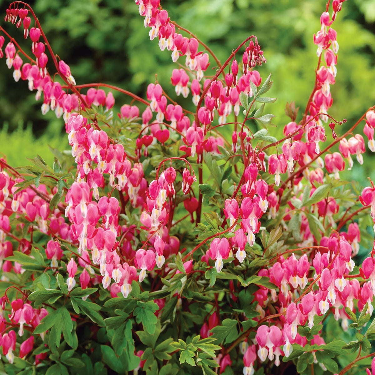 VZ_WM Van Zyverden Bleeding Heart Dormant Plant Root Partial Sun - Pink - 1 Each