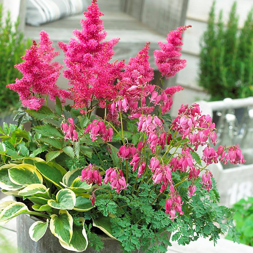 Van Zyverden Shade Perennial Patio Container Collection Set of 3 Roots