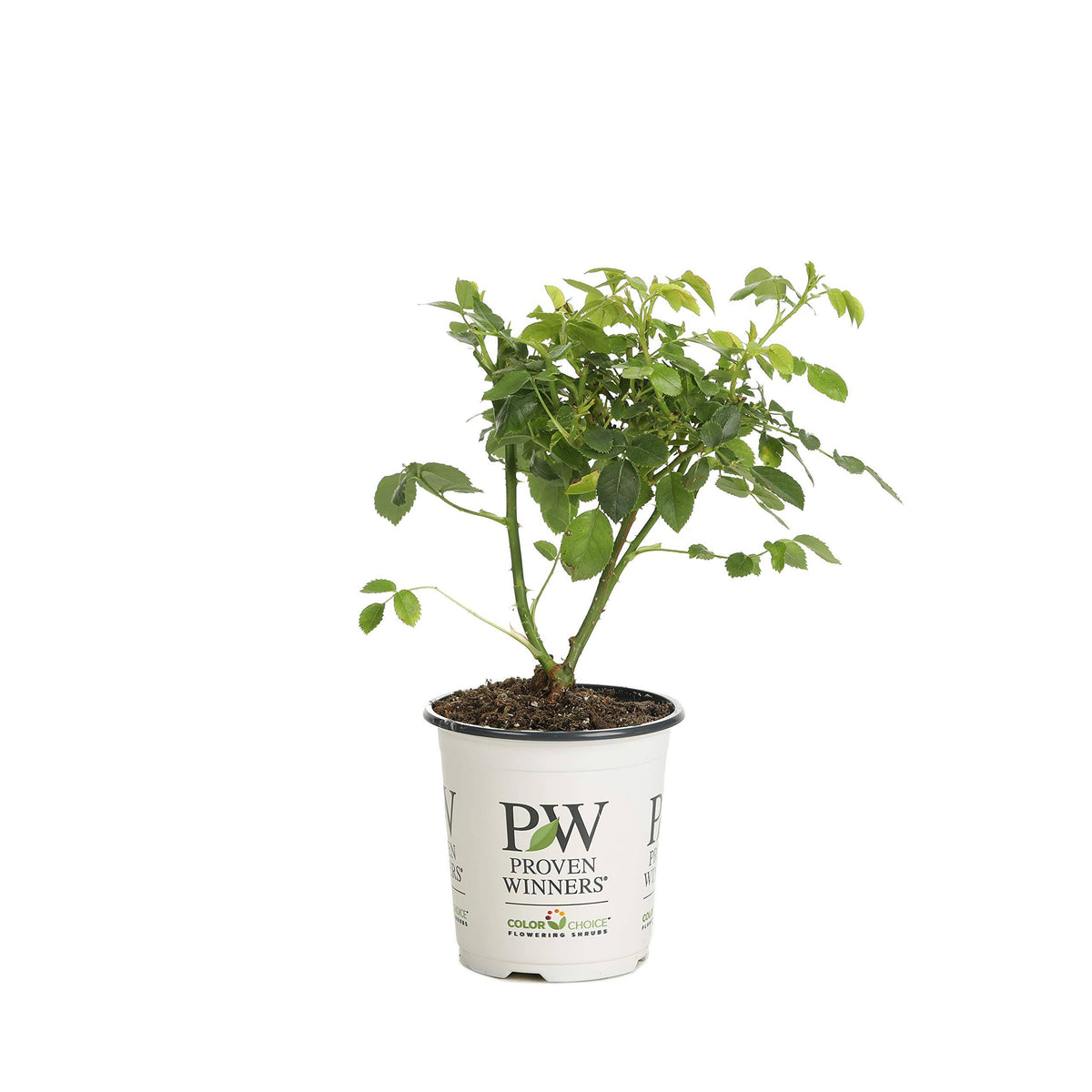 Proven Winners at Last Rose Rosa Live Shrub, Size: 4.5, Orange