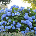 The Original Hydrangea | Endless Summer 3 Gallon