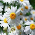 Outsidepride Roman Chamomile Seeds - 50000 Seeds