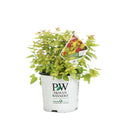 1 gal. Double Play Candy Corn Spirea (Spiraea), Live Shrub, Purple Flo