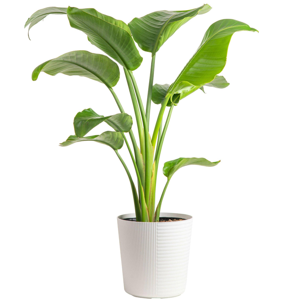 Costa Farms White Bird of Paradise Strelitzia Nicolai, Indoor Plant in