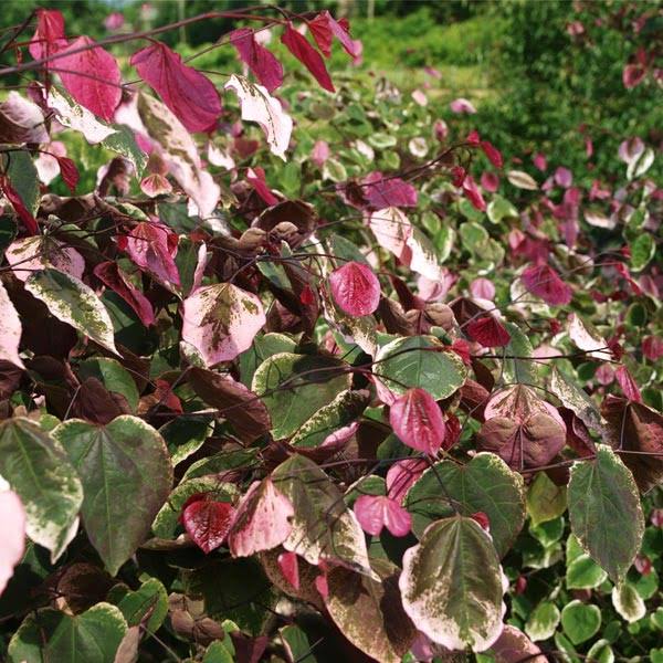 4-5 ft. - Carolina Sweetheart Redbud Tree - One of The Only Tri-Color Redbuds Available