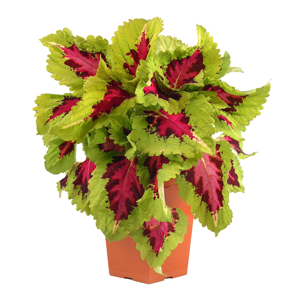 4 in Coleus Kong Jr. Plant (4-Pack)