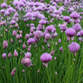 Outsidepride Chives Seeds - 1 lb