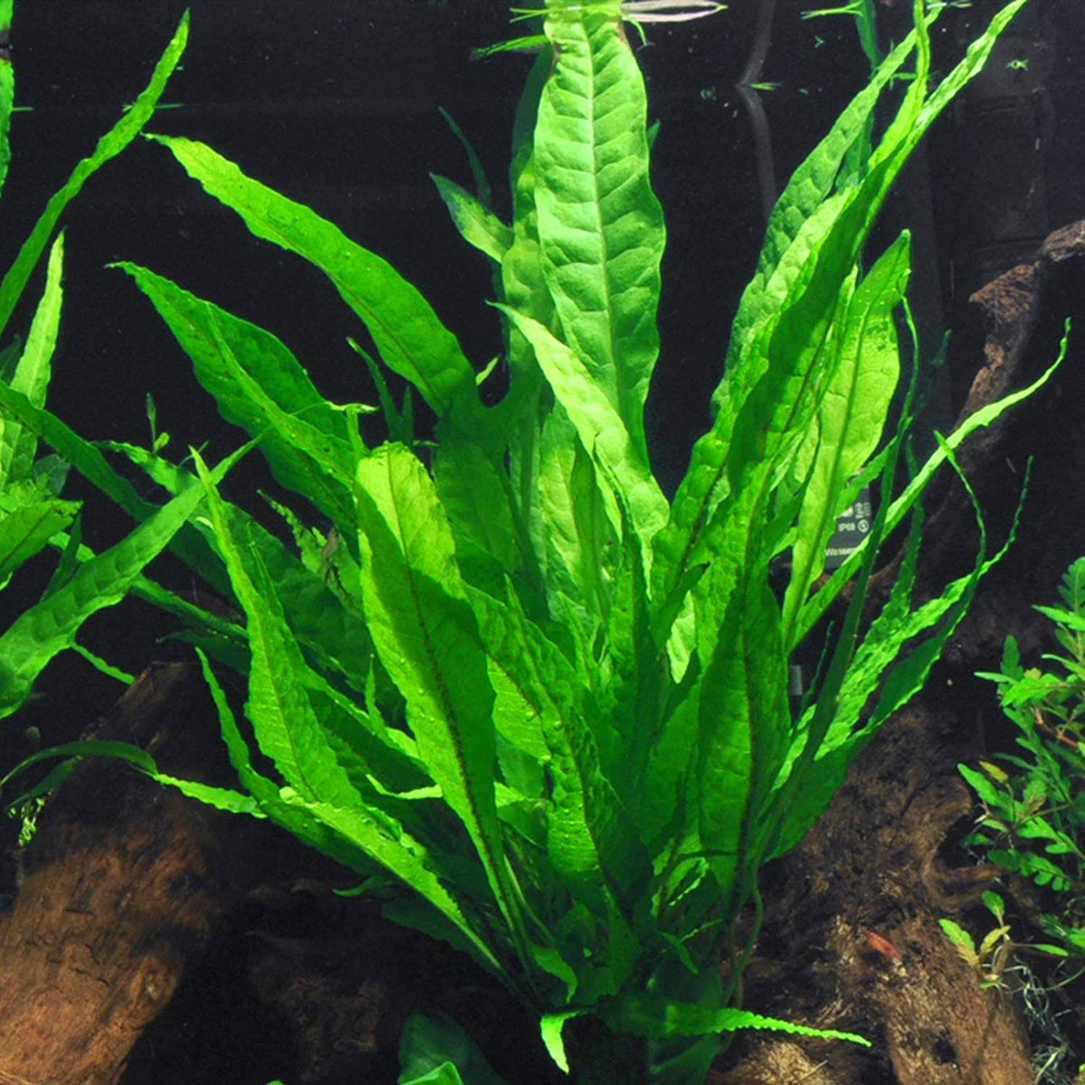AquaLeaf Aquatics Java Fern Bare Root | Microsorum Pteropus - Low Light Freshwater Aquarium Plant