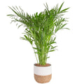 Costa Farms Cat Palm Chamaedorea cataractarum, in Seagrass Basket 32-Inches Tall, Live Indoor Plant